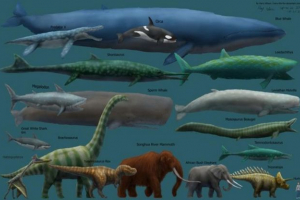 Скільки китів китів? Скільки китів китів?